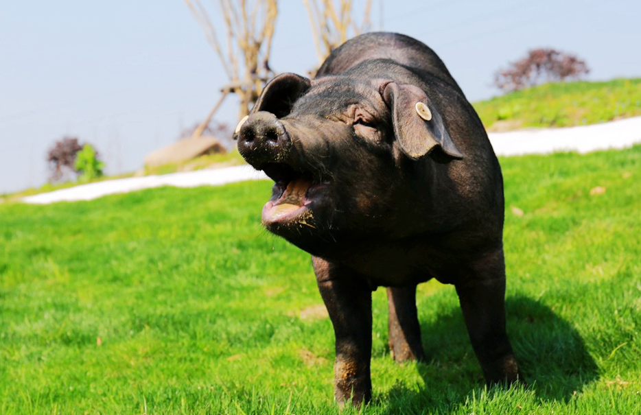 青蓮福利養殖摘得國(guó)際“金豬獎”殊榮！
